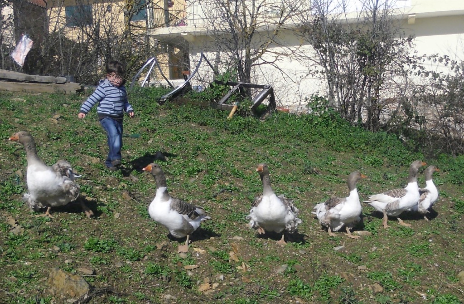 Campos e animais da quinta